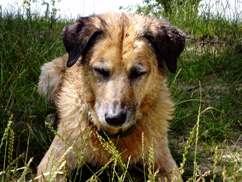 Physiotherapie für Hunde, Berlin